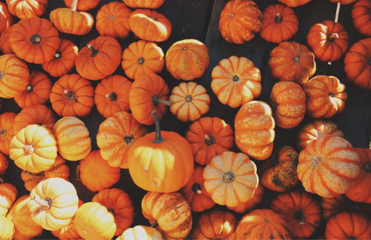 12 Fun Fall Promotional Ideas to Harvest New Customers