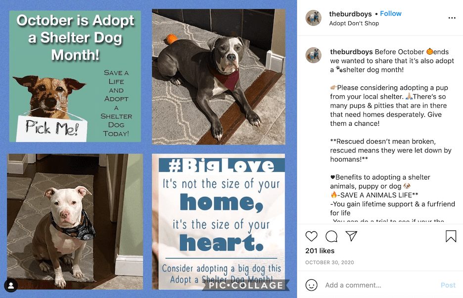 october social media ideas - adopt a shelter dog month