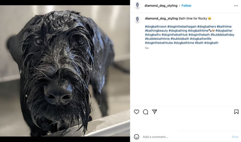 example of january social media holiday post for bubble bath day from dog spa