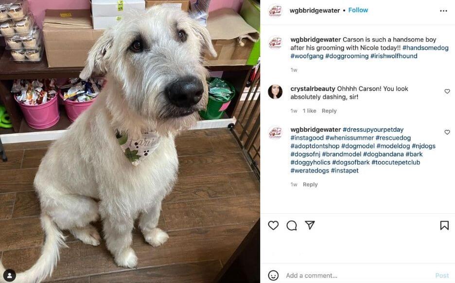 january social media holidays - instagram post from business about dress up your pet day