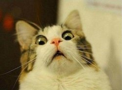 social media mistakes - meme of a cat making a funny scared face