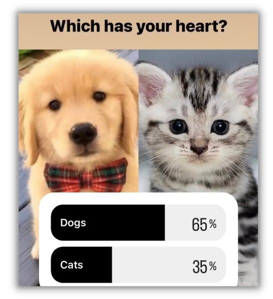 Instagram polls - Poll asking if you prefer dogs or cats with a picture of each