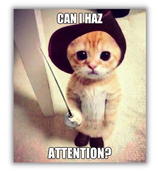 Content marketing vs social media marketing - meme with cat asking for attention