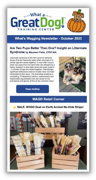 types of marketing emails - newsletter example from dog trainer