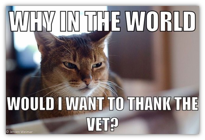 veterans day post - meme of cat 