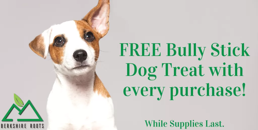 spring promotion ideas - pet day