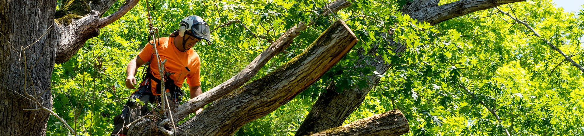 Tree Services Business Generates Leads with Google Ads